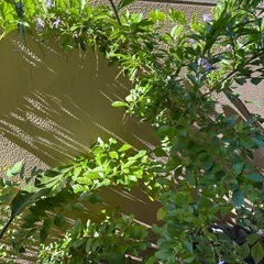 デュランタ  大鉢の画像