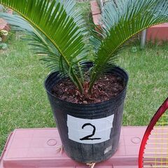蘇鉄 No.2（ソテツ）2,000円 三重県津市の画像