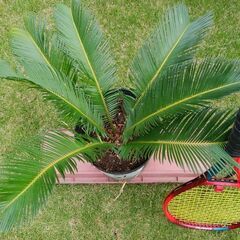 蘇鉄 No.2（ソテツ）2,000円 三重県津市の画像