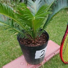 蘇鉄 No.2（ソテツ）2,000円 三重県津市の画像