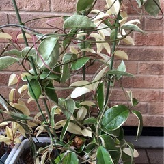 観葉植物　ホヤカルノーサ(大株)の画像