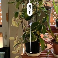 観葉植物　ホヤカルノーサ(大株)の画像