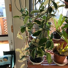 観葉植物　ホヤカルノーサ(大株)の画像