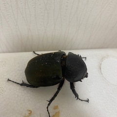 スマトラコーカサスオオカブト♀2頭セットの画像