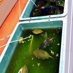 メダカに🍂柿の葉🍃抗菌効果.葉＊越冬準備に.計28枚.No.⑥の画像