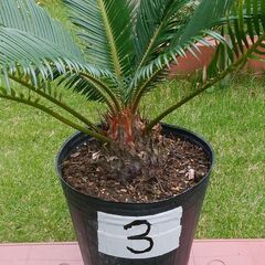 蘇鉄 No.3（ソテツ）3,000円 三重県津市の画像