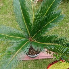 蘇鉄 No.3（ソテツ）3,000円 三重県津市の画像