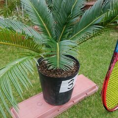 蘇鉄 No.3（ソテツ）3,000円 三重県津市の画像