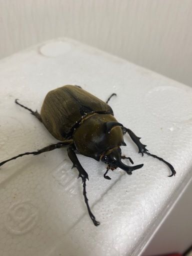 貴重　アヌビスゾウカブトペア　ヘラクレス