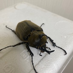 貴重　アヌビスゾウカブトペアの画像