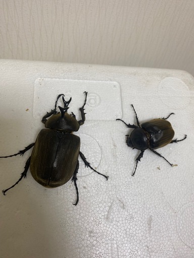 貴重　アヌビスゾウカブトペア　ヘラクレス