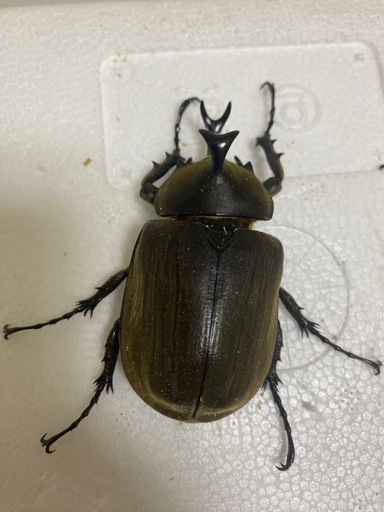貴重　アヌビスゾウカブトペア　ヘラクレス