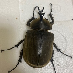 貴重　アヌビスゾウカブトペアの画像