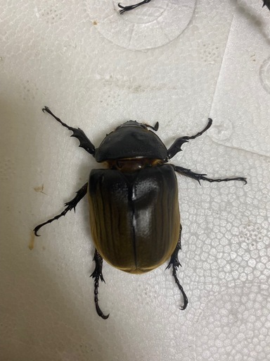 貴重　アヌビスゾウカブトペア　ヘラクレス