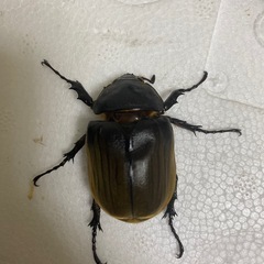 貴重　アヌビスゾウカブトペアの画像