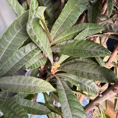 びわの葉　差し上げますの画像