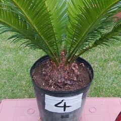 蘇鉄 No.4（ソテツ）4,000円 三重県津市の画像