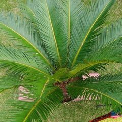 蘇鉄 No.4（ソテツ）4,000円 三重県津市の画像