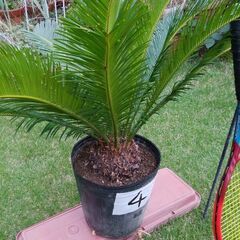 蘇鉄 No.4（ソテツ）4,000円 三重県津市の画像