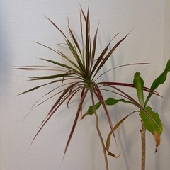 観葉植物の画像