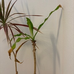 観葉植物の画像