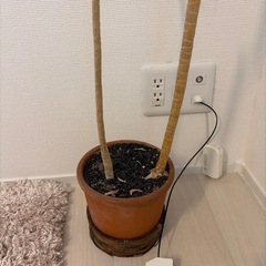 観葉植物の画像