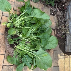 規格外　小松菜　段ボール一箱の画像