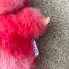 ラブブ　lububuの画像