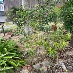 植木や植物を無償で譲りますの画像