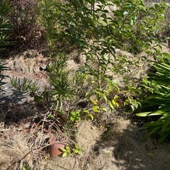 植木や植物を無償で譲りますの画像