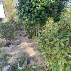 植木や植物を無償で譲りますの画像