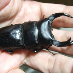 奈良県産オオクワガタ F1 ♂69.5ミリ ♀43.5ミリ ペアの画像