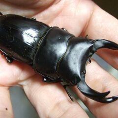 奈良県産オオクワガタ F1 ♂69.5ミリ ♀43.5ミリ ペアの画像