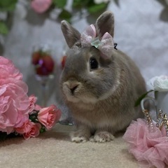 ネザーランドドワーフ　オス うさぎ ウサギ