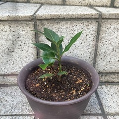 月桂樹（ローリエ）挿し木苗 約10cm　20年以上の親木から育成の画像