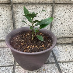 月桂樹（ローリエ）挿し木苗 約10cm　20年以上の親木から育成の画像