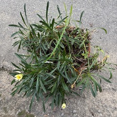 ガザニア大株の画像