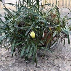 ガザニア大株の画像