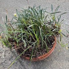 ガザニア大株の画像