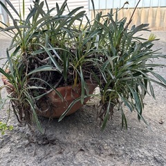 ガザニア大株の画像