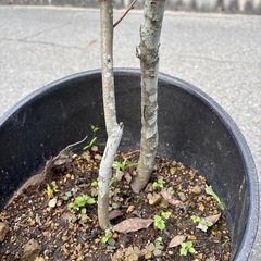 ボケの木の画像