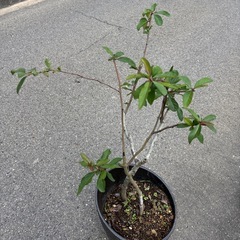 ボケの木の画像