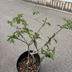 ボケの木の画像