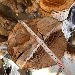 薪　原木　伐採木　丸太の画像