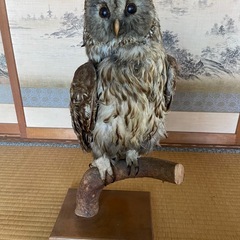 フクロウ剥製