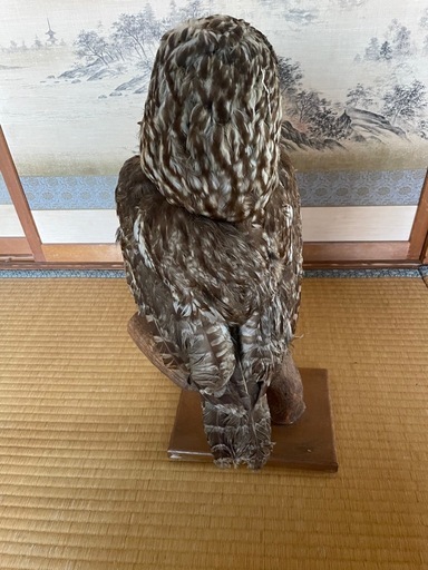 フクロウ剥製