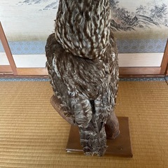 フクロウ剥製の画像