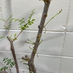 ​シマトネリコ（樹高約100cm）10年管理のコンパクト株の画像