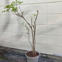 ​シマトネリコ（樹高約100cm）10年管理のコンパクト株の画像