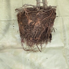 ​シマトネリコ（樹高約100cm）10年管理のコンパクト株の画像